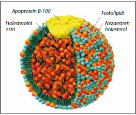 Holesterol1